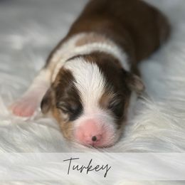 Turkey - Brindle merle and white male American Corgi puppy in Greenwood, Indiana from Witch Creek Corgis
