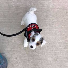Jack Russell Terrier Puppies from Diamond Gates Jack Russel Terriers