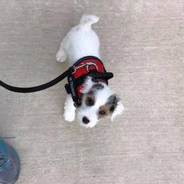 Jack Russell Terrier Puppies from Diamond Gates Jack Russel Terriers