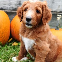 HeartSong Homestead breeder of Goldendoodle