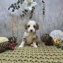 Royal - Red  female Goldendoodle puppy in Floyd, Virginia from Hearts and Paws Poodles and Doodles