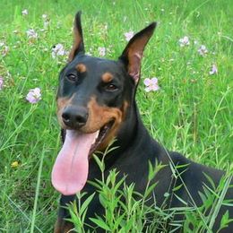 Doberman Pinschers from Notori Dobermans