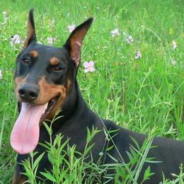 Doberman Pinschers from Notori Dobermans