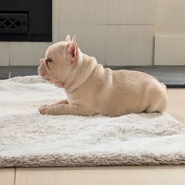 Bonnie (Purple collar) - Cream female French Bulldog puppy in Melba, Idaho from Frost's Frenchie's