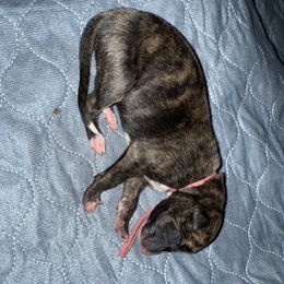 Thunder - Black brindle and white male Greyhound puppy in Mesa, Arizona from ARK Kennels