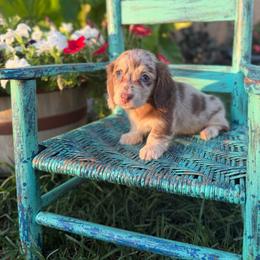 Finley - Dapple female Dachshund puppy in New Albany, Mississippi from Double A. Doxies