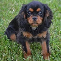 Cavalier King Charles Spaniel puppies from Alpine Meadows Cavaliers