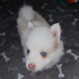 Arlo - White male Pomsky puppy in Olathe, Kansas from True North Pomskies