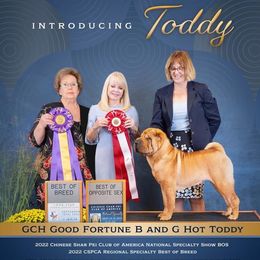 Toddy - Chinese Shar-Pei