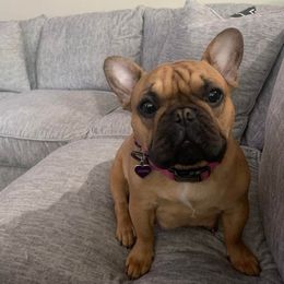 French Bulldogs from PNW Bigfoot Bullies