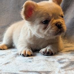 Boy 1 - White male French Bulldog puppy in Battle Ground, Washington from Ferguson's Bulldogs