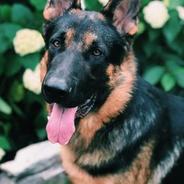 German Shepherds from Harry's Pack