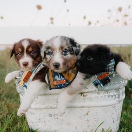 Australian Shepherds from Wexford Creek Aussies, LLC