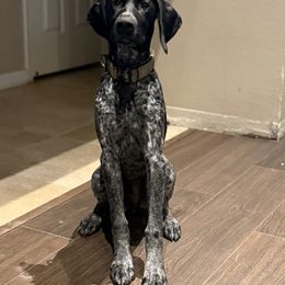 German Shorthaired Pointer All Grown Up from Morrison Gun dogs