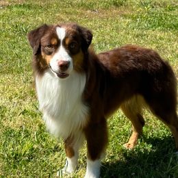 Jack - Miniature Australian Shepherd
