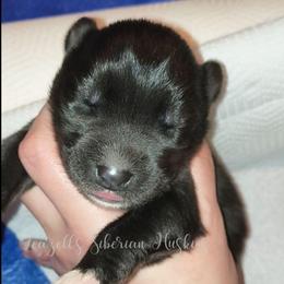 NessaRose - Sable and white female Siberian Husky puppy in Richland, Mississippi from Feazell’s Siberian Huskies
