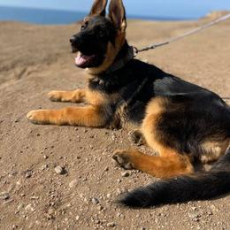 German Shepherd Puppies from Central Coast German Shepherds