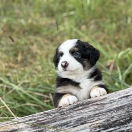 Bean Sprout - Black tri female Miniature Australian Shepherd puppy in Greenville, South Carolina from QC Homestead Miniature Australian Shepherds