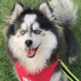 Icon - Pomsky