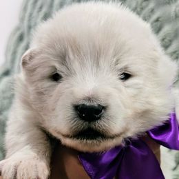Luna - White female Samoyed puppy in Downey, Idaho from Seven Diamond Samoyeds