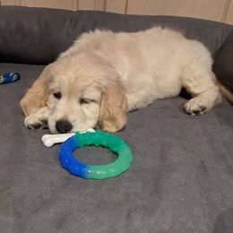 Golden Retriever Puppies from Gilded Golden retrievers