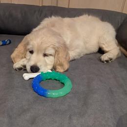 Golden Retriever Puppies from Gilded Golden retrievers
