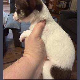 Oliver - Chocolate and white male Chihuahua puppy in Madison, Virginia from KimberGlen Chihuahuas