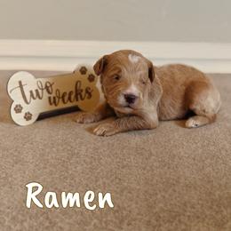 Ramen (Lt Green Collar) - Apricot male Goldendoodle puppy in Guthrie, Oklahoma from Edmond Doodles, LLC