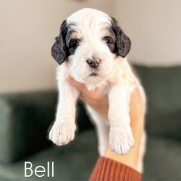 Bell - Bernedoodle puppy from Little Stone Bernedoodles