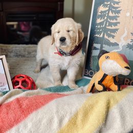 Golden Retriever Puppies from TaylerMade Goldens