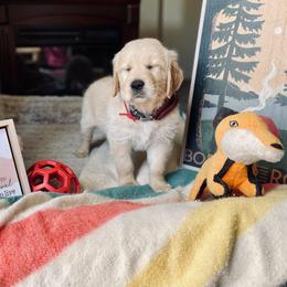 Golden Retriever Puppies from TaylerMade Goldens