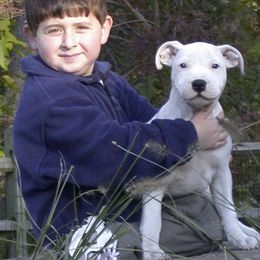 Staffordshire Bull Terrier Puppies from Moonstruck Staffords