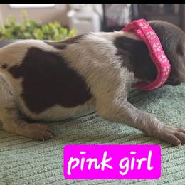Pink girl - Liver roan female German Shorthaired Pointer puppy in Dahlonega, Georgia from Pointer Mountain Bird Dogs