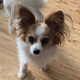Papillon All Grown Up from WindyBarnYard Papillons
