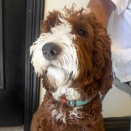 Cooper - Goldendoodle