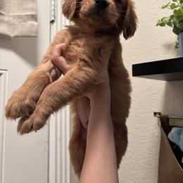 Boy 1 - Dark golden male Golden Retriever puppy in Arizona from Golden Penny AZ
