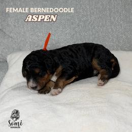 Aspen (Orange Collar) - Tri-color female Bernedoodle puppy in Palmetto Bay, Florida from SOMIDOODLES
