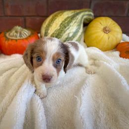 Dachshund Puppies from Shiloh Ridge Dachshunds
