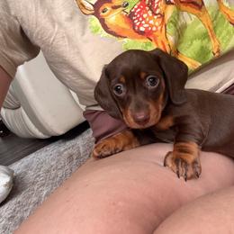 Java - Chocolate and tan female Dachshund puppy in Jacksonville, Florida from Florida Dippin’ Dachshunds & Aussiedoodles
