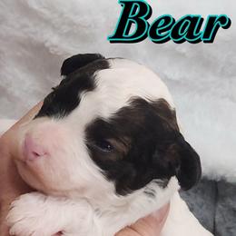 Bear - Parti male Poodle puppy in Saint Cloud, Florida from Rising Star Kennels