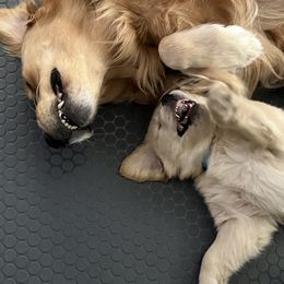 Golden Retriever Puppies from Golden Hour Golden Retrievers