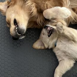 Golden Retriever Puppies from Golden Hour Golden Retrievers