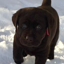 Labrador Retriever Puppies from Stonehouse Labradors