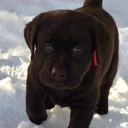 Labrador Retriever Puppies from Stonehouse Labradors