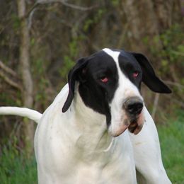 Lola - Great Dane