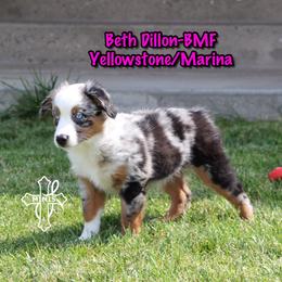 Beth Dillon - Blue merle female Miniature American Shepherd puppy in Elgin, Oregon from Cross L Miniature American Shepherds