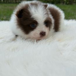 Pomeranian puppies from Moon Ranch Puppies