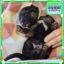 GHOST - Black and red male German Shepherd puppy in Murrieta, California from Diamond Oaks German Shepherds