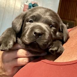 Dilute Retriever and Labrador Retriever Puppies from The Sugar & Spice Ranch Labrador Retrievers