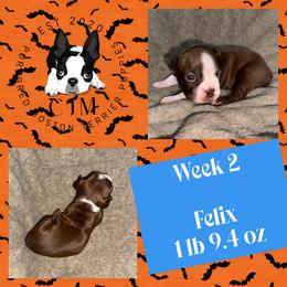 Felix - Black brindle and white male Boston Terrier puppy in Jupiter, Florida from CJM Boston and Boxer Puppies